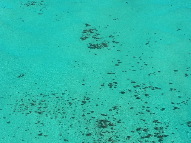 44- Quelques patates de corail sur fond de sable 